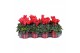 Cyclamen pers. midi super serie allure Cyclamen Super Serie Allure in  