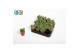 Cotyledon ladysmithiensis tanz 