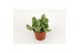 Cotyledon ladysmithiensis tanz 
