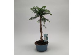 Araucaria Bonsai in teeltpot