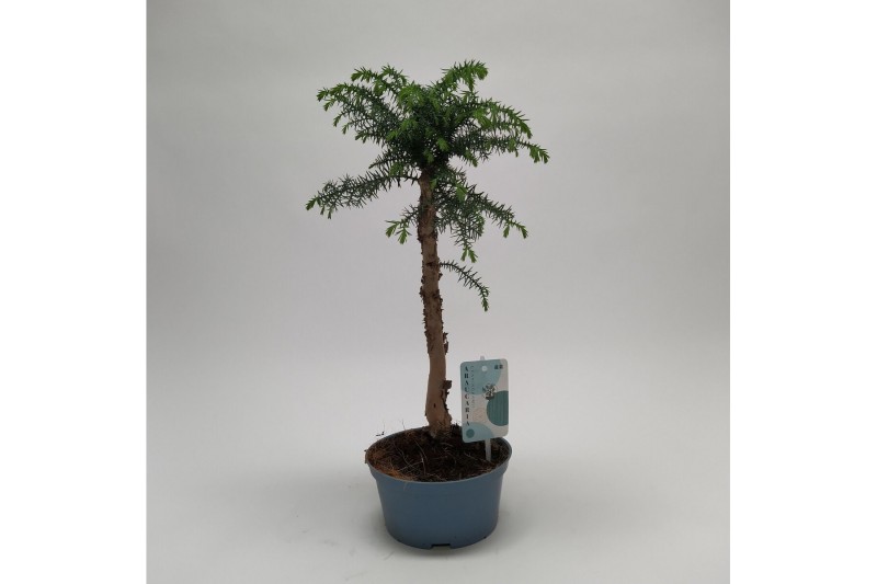 Araucaria Bonsai in teeltpot 