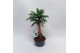 Araucaria Bonsai in teeltpot 