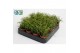 Rhipsalis baccifera oasis 
