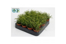 Rhipsalis baccifera oasis