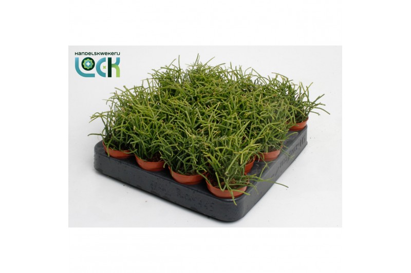 Rhipsalis baccifera oasis 