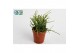Rhipsalis baccifera oasis 