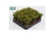 Rhipsalis ewaldiana 