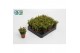 Rhipsalis ewaldiana 