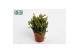 Rhipsalis ewaldiana 