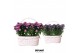 Aster novi-belgii grp starletta mix in ovale duomand 