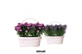 Aster novi-belgii grp starletta mix in ovale duomand