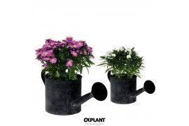 Aster novi-belgii grp starletta mix in watering-can