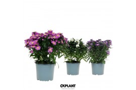 Aster novi-belgii grp starletta mix