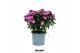 Aster novi-belgii grp starletta pink 