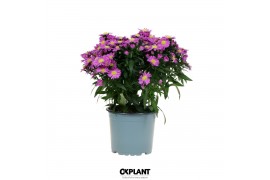 Aster novi-belgii grp starletta pink