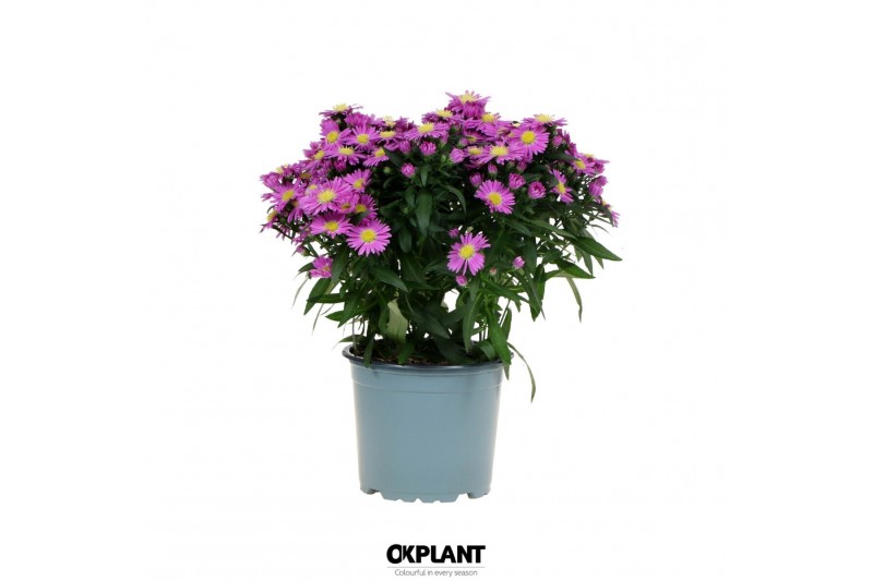 Aster novi-belgii grp starletta pink 