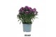 Aster novi-belgii grp starletta red 