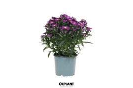 Aster novi-belgii grp starletta red