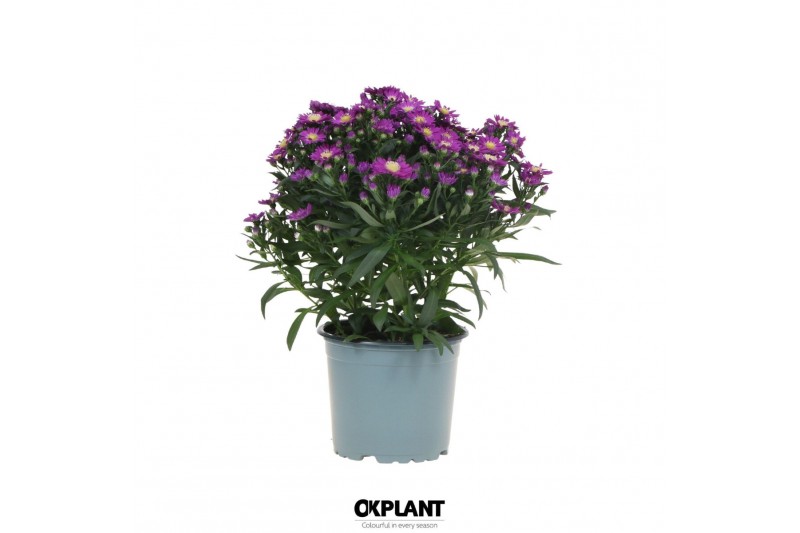 Aster novi-belgii grp starletta red 
