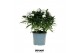 Aster novi-belgii grp starletta white 
