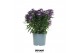 Aster novi-belgii grp starletta blue 