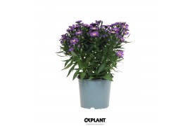 Aster novi-belgii grp starletta blue