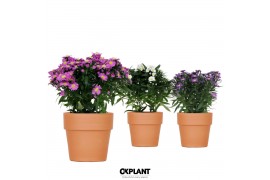 Aster novi-belgii grp starletta mix in terracotta pot