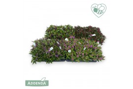 Hebe addenda mix mixlaag groen