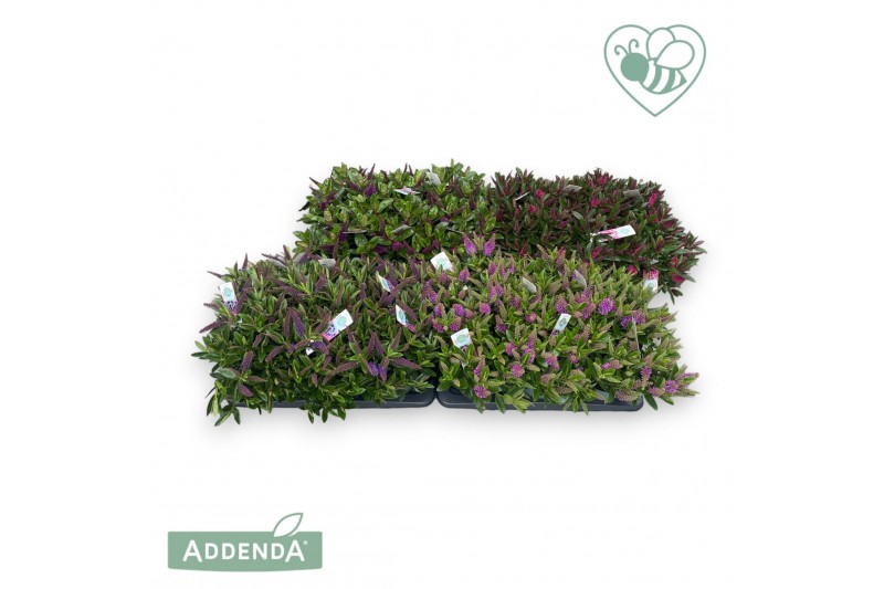 Hebe addenda mix mixlaag groen 