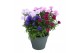 Aster novi-belgii grp showmakers mix 