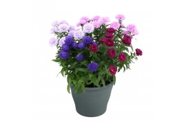 Aster novi-belgii grp showmakers mix