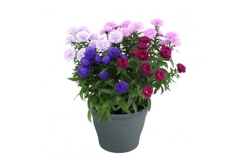 Aster novi-belgii grp showmakers mix 