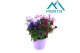 Aster novi-belgii grp showmakers mix 
