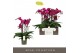 Phalaenopsis paars Impresso Maxima - 4 tak, 40+ bloem 