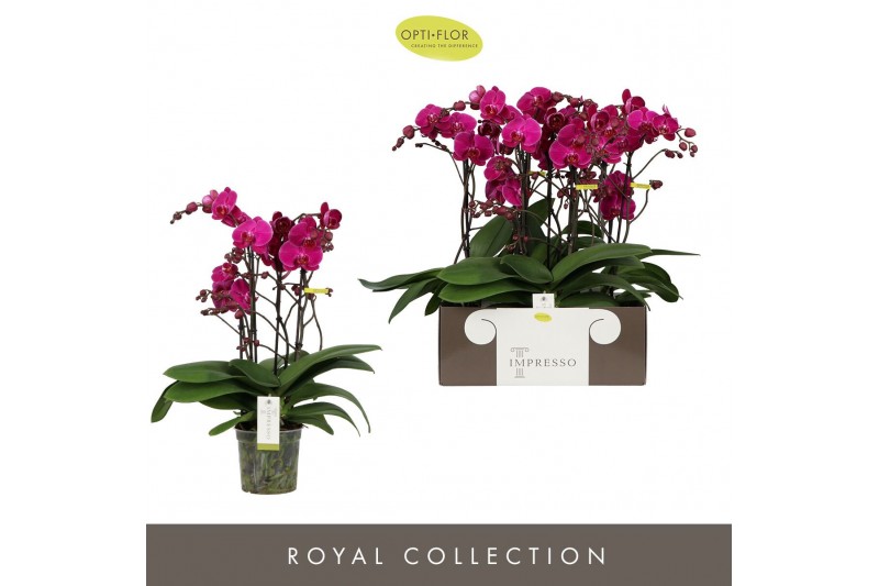 Phalaenopsis paars Impresso Maxima - 4 tak, 40+ bloem 