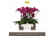 Phalaenopsis paars Impresso Maxima - 4 tak, 40+ bloem 