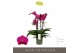 Phalaenopsis paars Impresso Maxima - 4 tak, 40+ bloem 