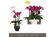 Phalaenopsis paars Impresso Maxima - 4 tak, 40+ bloem - Abruzzo Black  