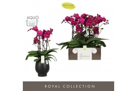 Phalaenopsis paars Impresso Maxima - 4 tak, 40+ bloem - Abruzzo Black 