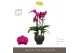 Phalaenopsis paars Impresso Maxima - 4 tak, 40+ bloem - Abruzzo Black  