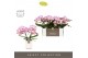 Phalaenopsis roze Tablo - Bellini - 2 tak - Molise White Aquo 