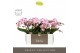 Phalaenopsis roze Tablo - Bellini - 2 tak - Molise White Aquo 