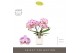 Phalaenopsis roze Tablo - Bellini - 2 tak - Molise White Aquo 