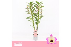 Dendrobium nobile sunny eyes 2-spike 65+ cm Orchid Collection 50 bl.