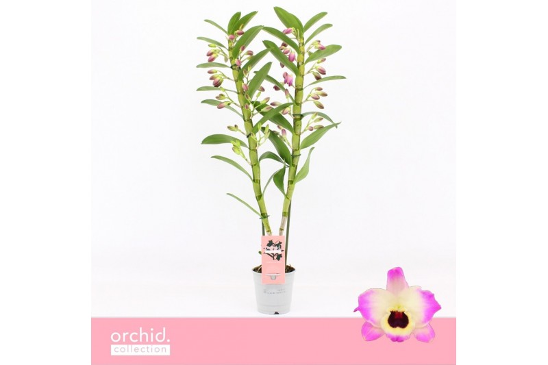 Dendrobium nobile sunny eyes 2-spike 65+ cm Orchid Collection 50 bl. Dendrobium nobile sunny eyes 2-spike 65+ cm Orchid Collection 50 bl.