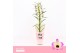 Dendrobium nobile sunny eyes 1-spike 65+ cm Orchid Collection Potcover 