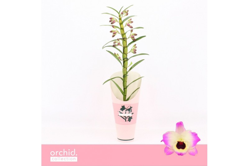 Dendrobium nobile sunny eyes 1-spike 65+ cm Orchid Collection Potcover Dendrobium nobile sunny eyes 1-spike 65+ cm Orchid Collection Potcover