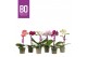 Phalaenopsis multiflora mix BO - Sweety Mix - 1 tak, 5+ bloem 