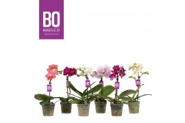 Phalaenopsis multiflora mix BO - Sweety Mix - 1 tak, 5+ bloem