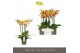 Phalaenopsis oranje Impresso Letizia - 4 tak, 40+ bloem 